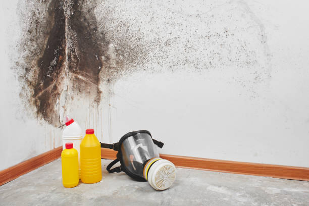 Best Attic Mold Removal  in River Rouge, MI