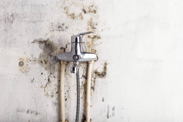 Best Same-Day Mold Removal  in River Rouge, MI