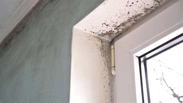 Best Certified Mold Removal  in River Rouge, MI