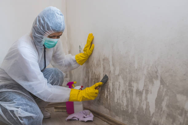 Best Mold Removal Process  in River Rouge, MI