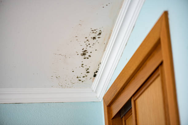 Best Professional Mold Removal  in River Rouge, MI