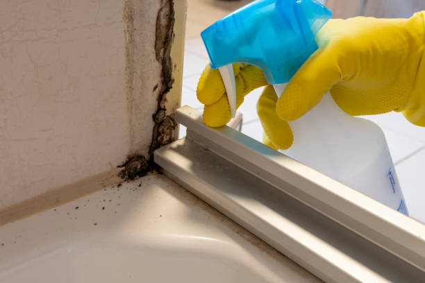Best Attic Mold Removal  in River Rouge, MI