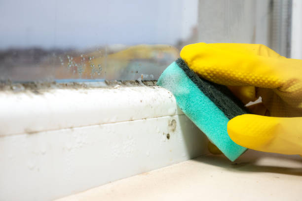 Certified Mold Removal in River Rouge, MI