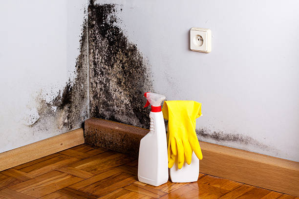 Best Emergency Mold Removal  in River Rouge, MI