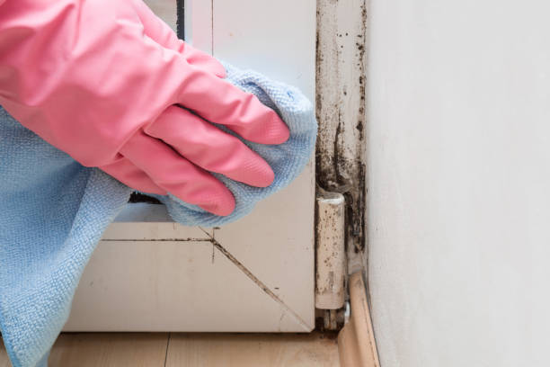 Best Office Mold Removal Services  in River Rouge, MI