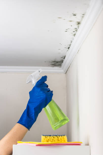 Best Certified Mold Removal  in River Rouge, MI