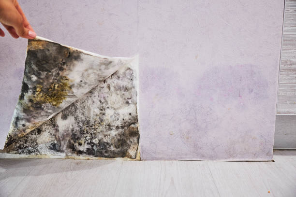 Best Fast Mold Removal  in River Rouge, MI